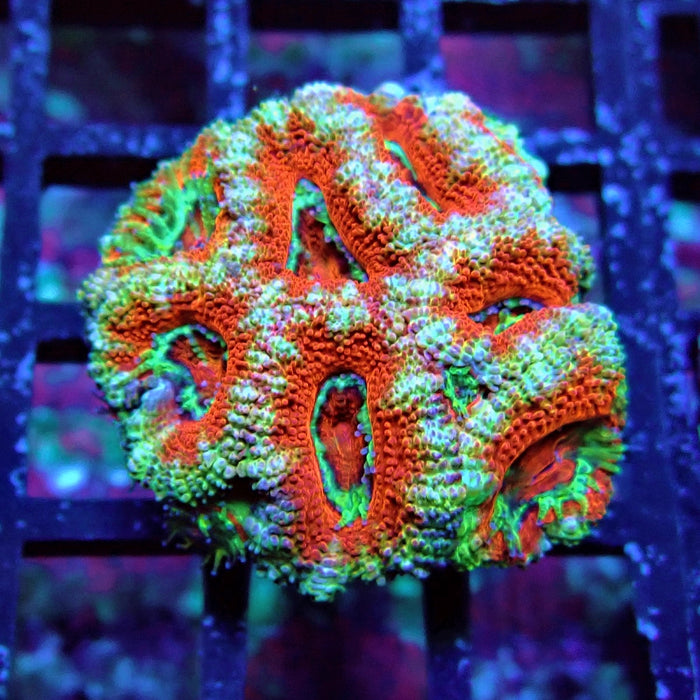 Acan Lord Coral Frag (18)
