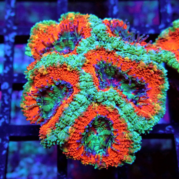 Acan Lord Coral Frag (19)