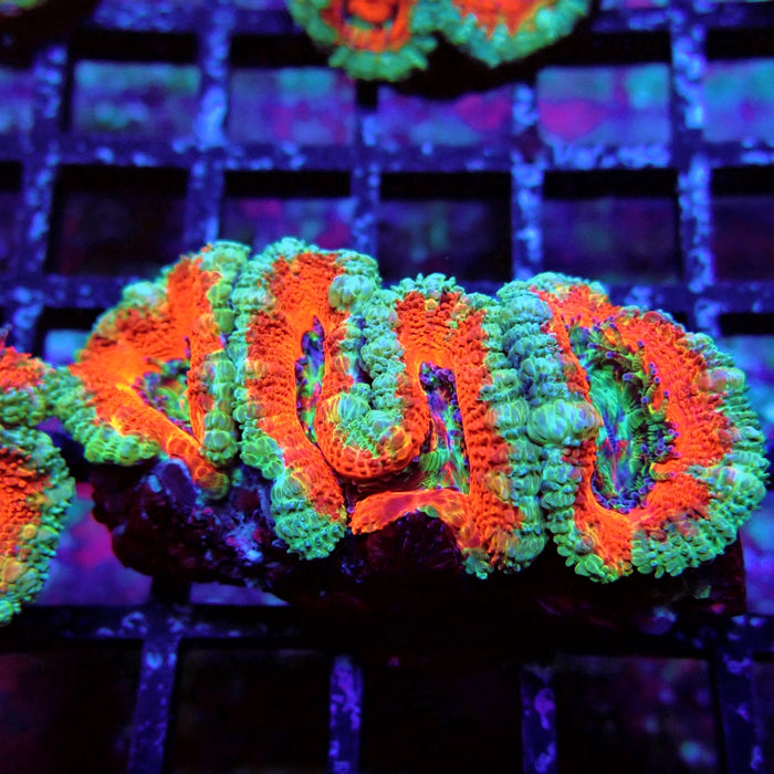 Acan Lord Coral Frag (19)