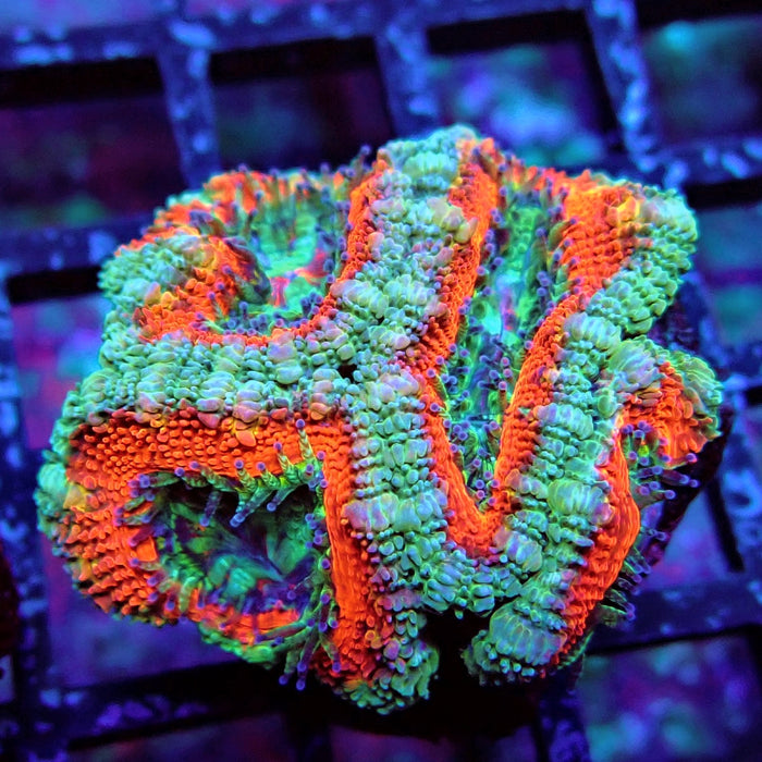 Acan Lord Coral Frag (19)