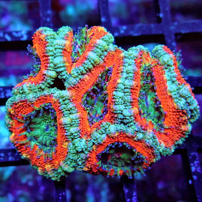 Acan Lord Coral Frag (19)