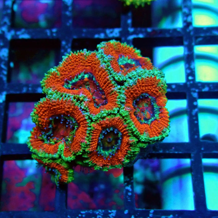 Acan Lord Coral Frag (20)