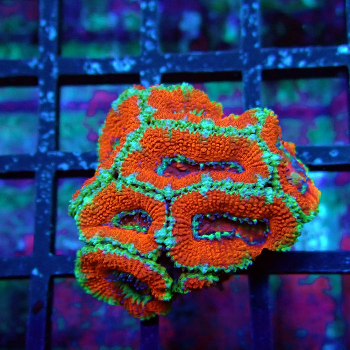 Acan Lord Coral Frag (20)