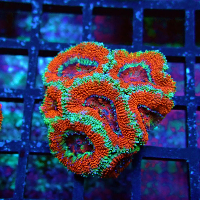 Acan Lord Coral Frag (20)