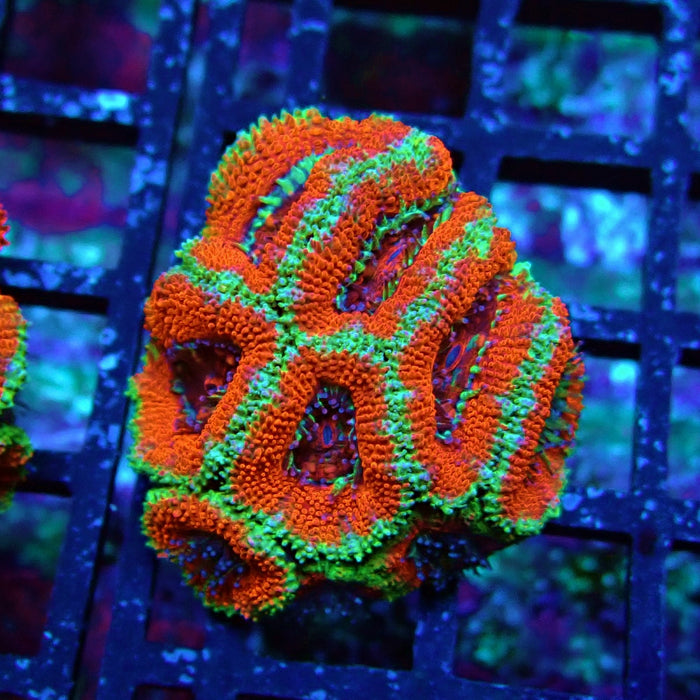 Acan Lord Coral Frag (20)