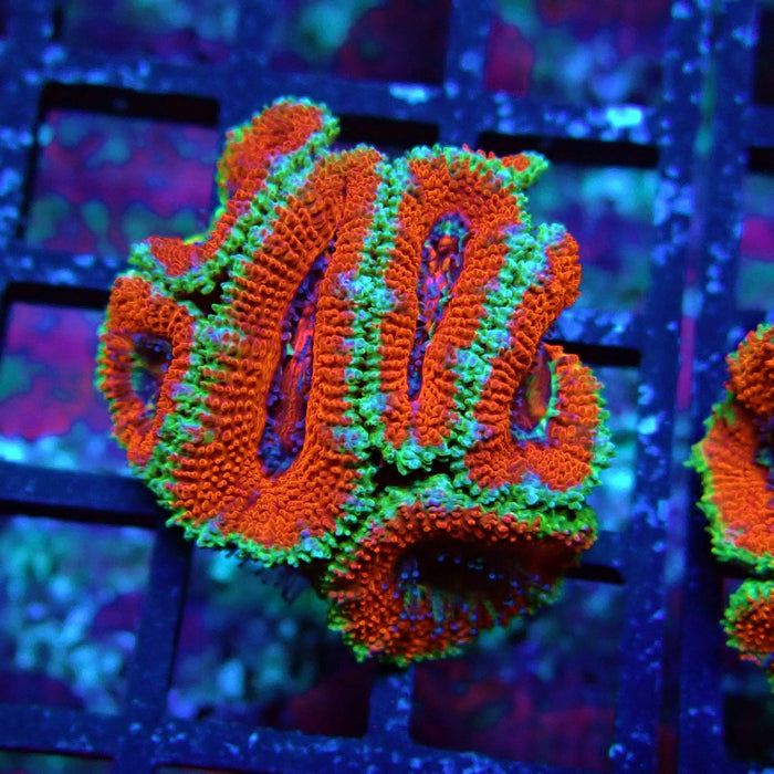 Acan Lord Coral Frag (20)