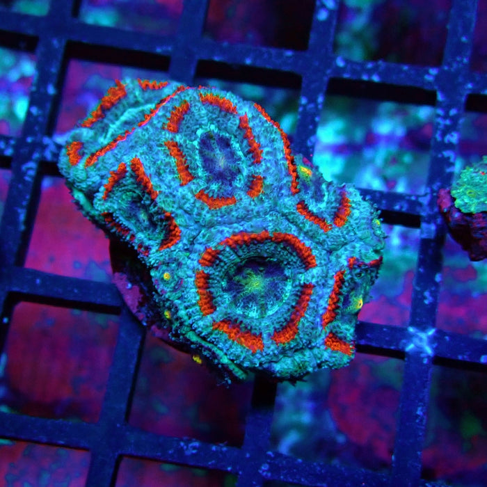 Acan Lord Coral Frag (21)