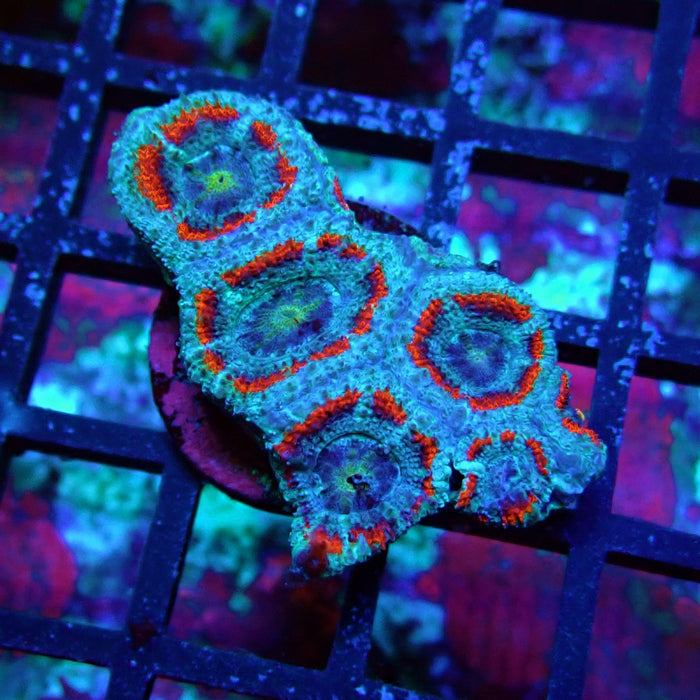 Acan Lord Coral Frag (21)