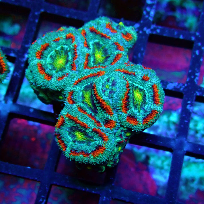 Acan Lord Coral Frag (21)
