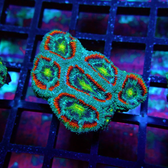 Acan Lord Coral Frag (21)