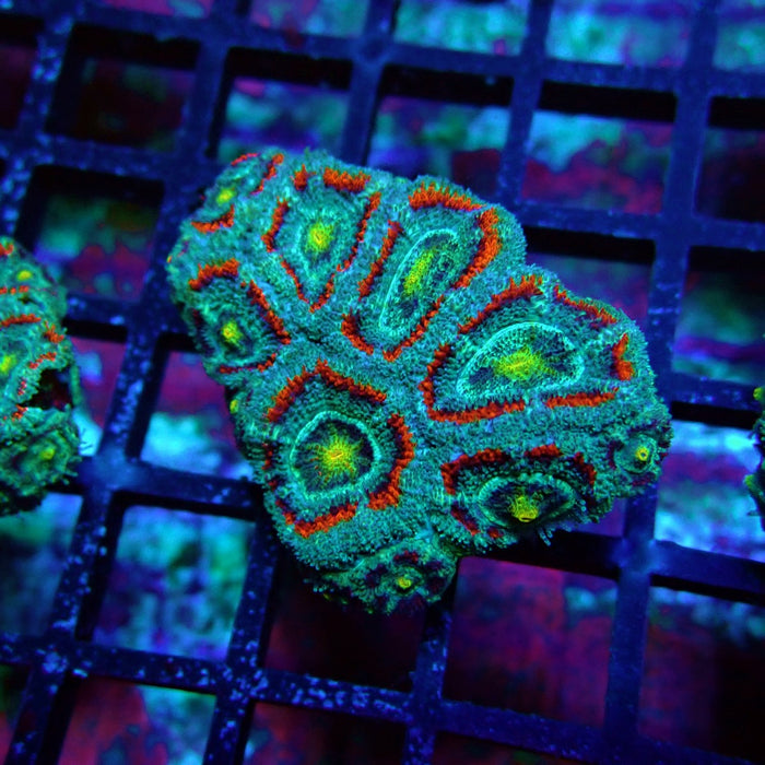 Acan Lord Coral Frag (21)