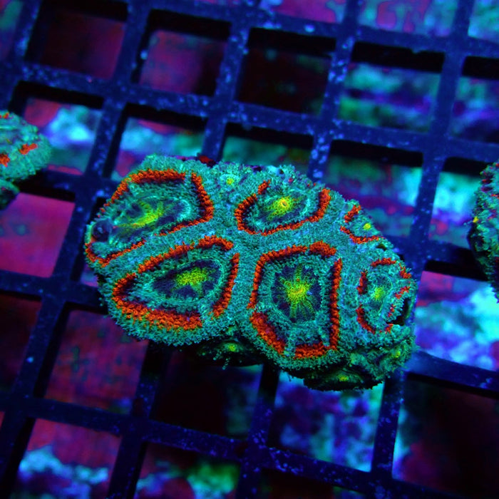 Acan Lord Coral Frag (21)