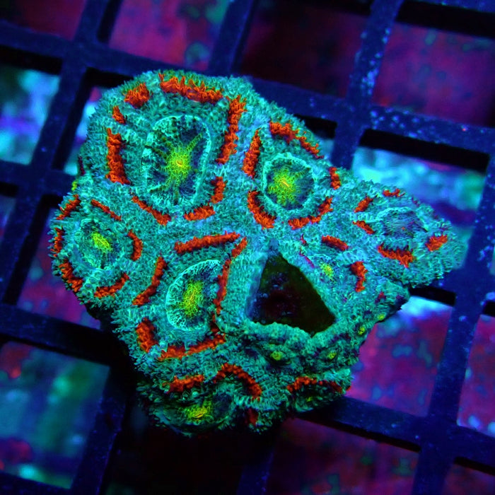 Acan Lord Coral Frag (21)