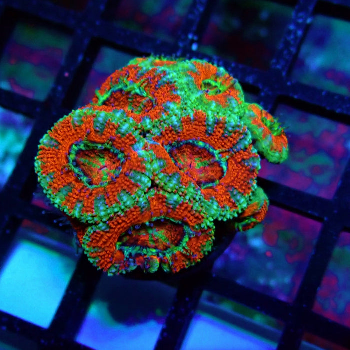 Acan Lord Coral Frag (22)