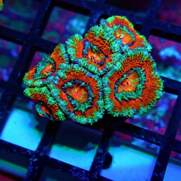 Acan Lord Coral Frag (22)