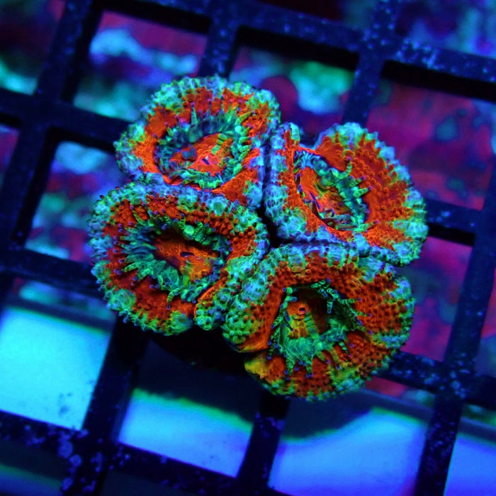 Acan Lord Coral Frag (22)