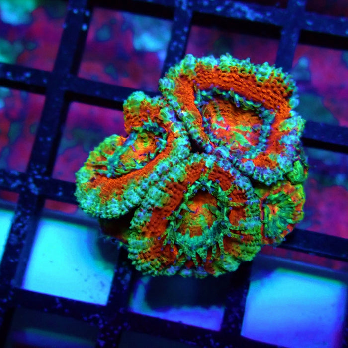 Acan Lord Coral Frag (22)