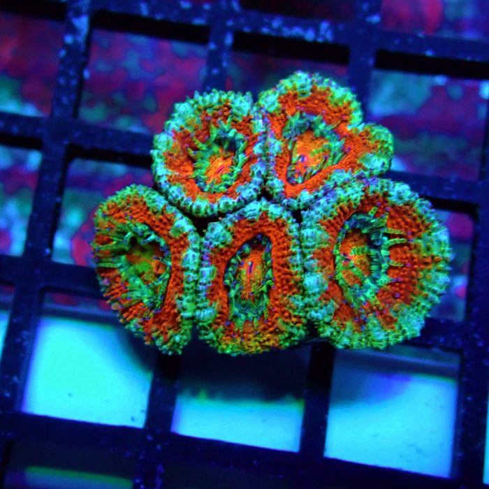 Acan Lord Coral Frag (22)
