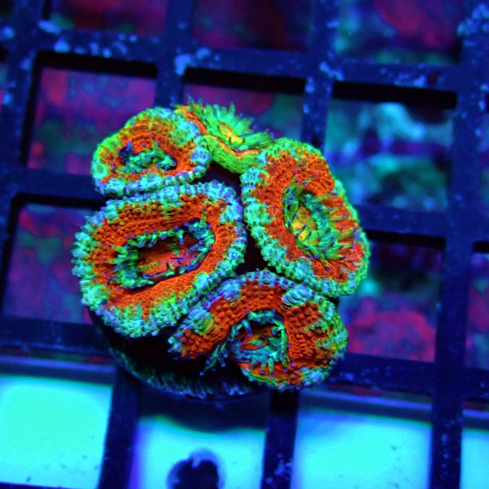 Acan Lord Coral Frag (22)