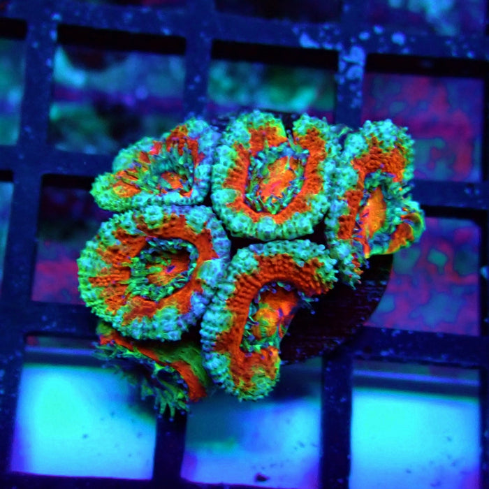Acan Lord Coral Frag (22)