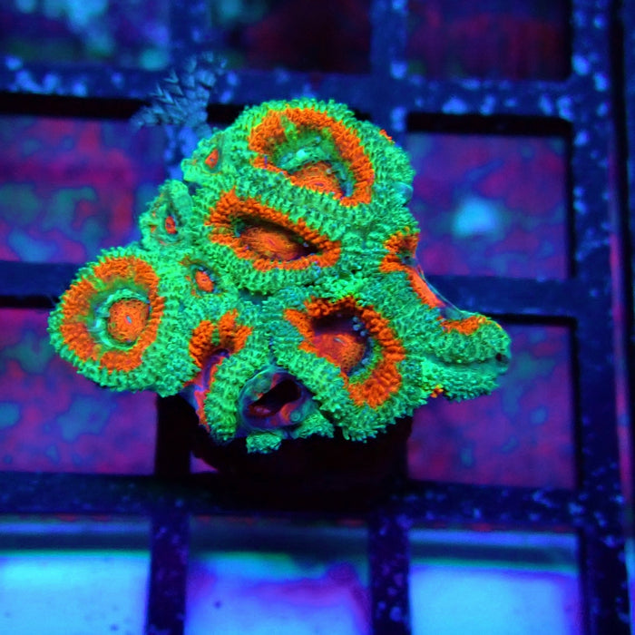Acan Lord Coral Frag (23)