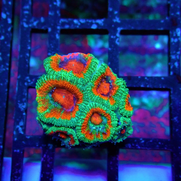 Acan Lord Coral Frag (23)