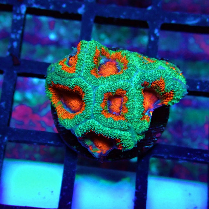 Acan Lord Coral Frag (23)