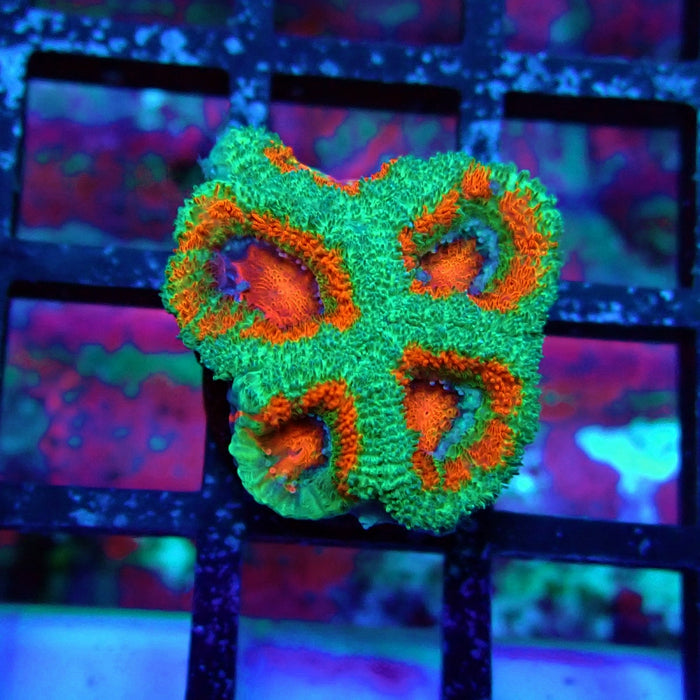 Acan Lord Coral Frag (23)
