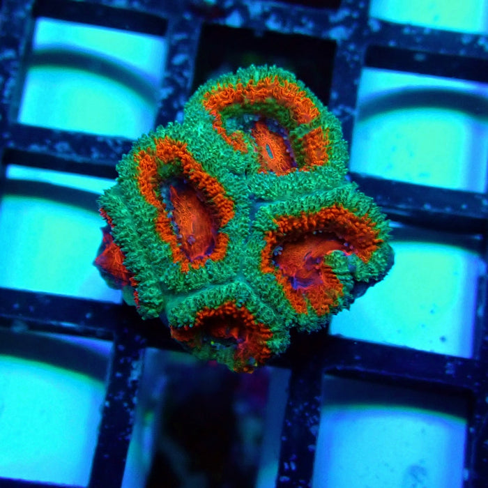 Acan Lord Coral Frag (23)