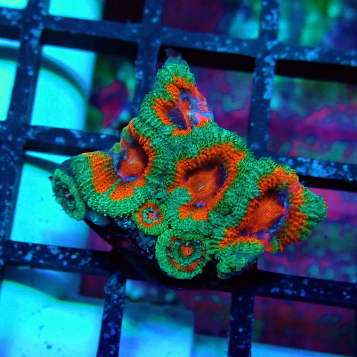 Acan Lord Coral Frag (23)