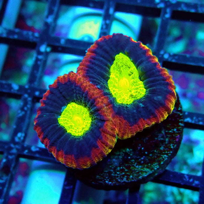 Dragon Soul Favia Frag