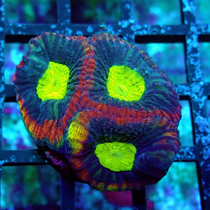 Dragon Soul Favia Frag