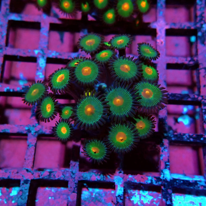 Ultra Zoas Frag