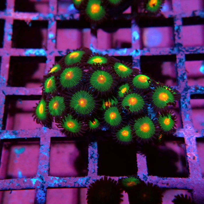 Ultra Zoas Frag