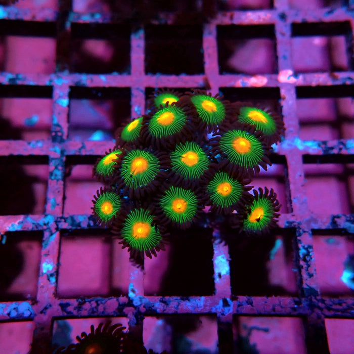 Ultra Zoas Frag