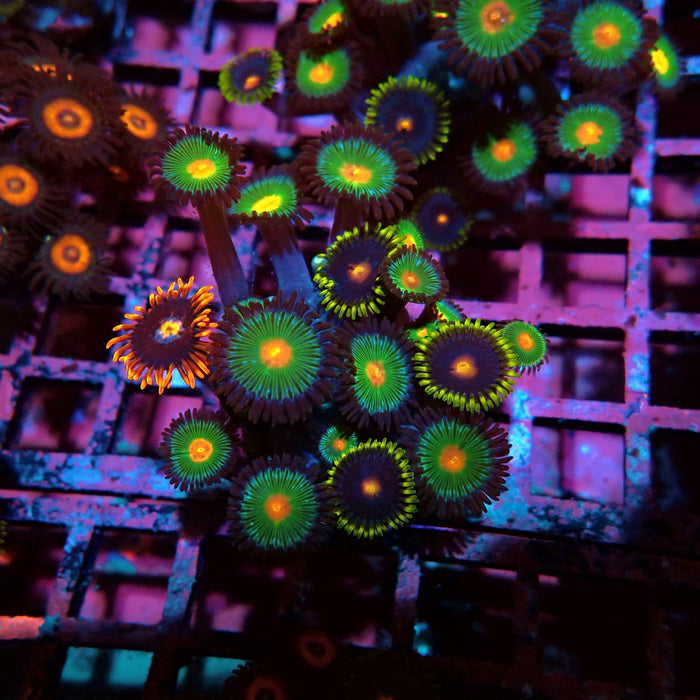 Ultra Zoas Frag