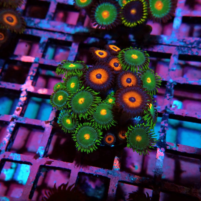 Ultra Zoas Frag