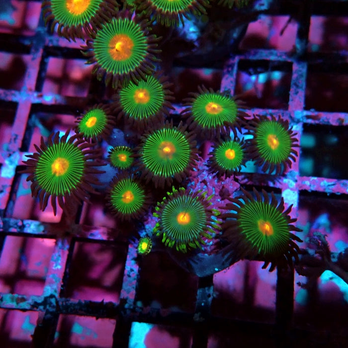 Ultra Zoas Frag