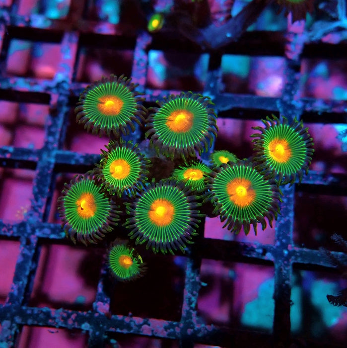 Ultra Zoas Frag