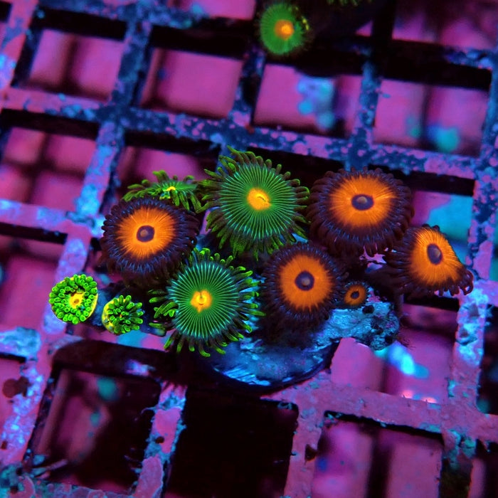 Ultra Zoas Frag
