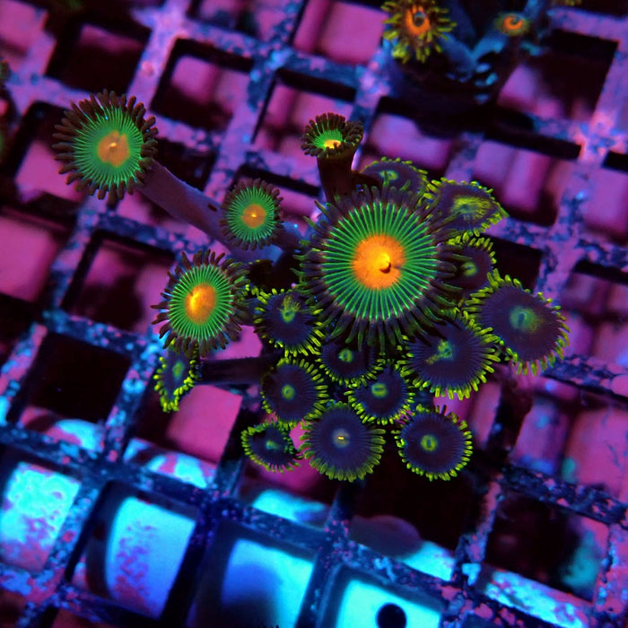 Ultra Zoas Frag