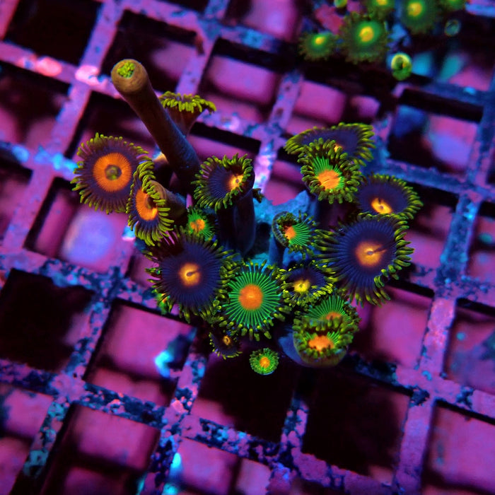 Ultra Zoas Frag