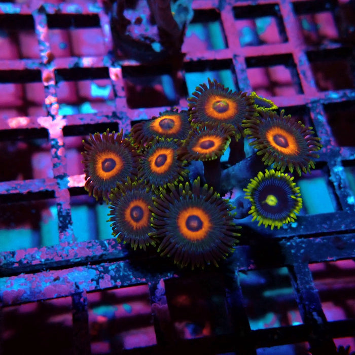 Ultra Zoas Frag