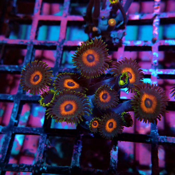 Ultra Zoas Frag