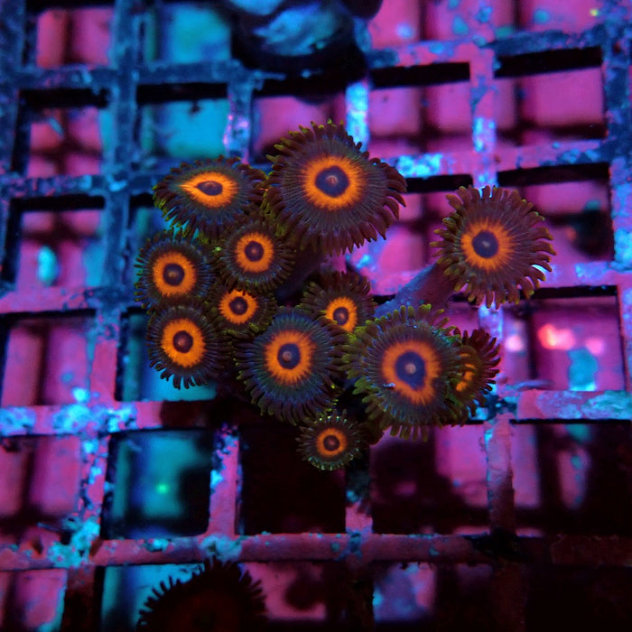 Ultra Zoas Frag
