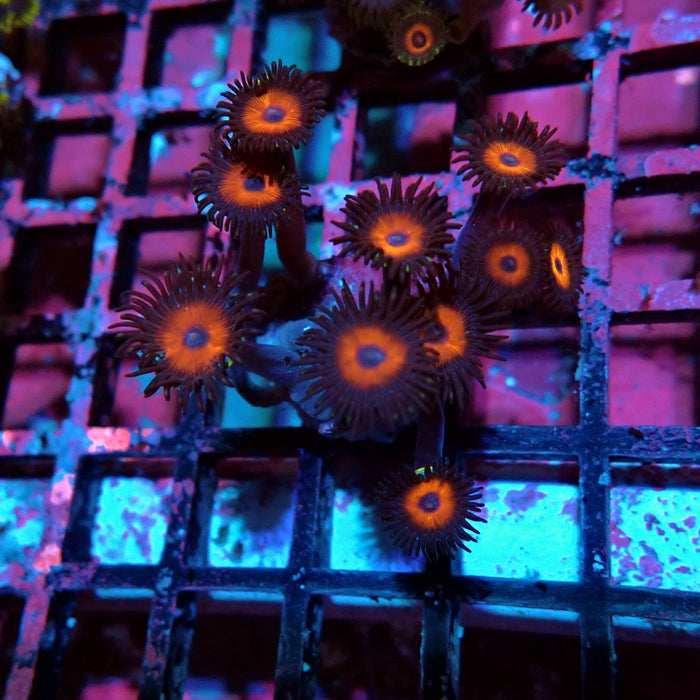 Ultra Zoas Frag