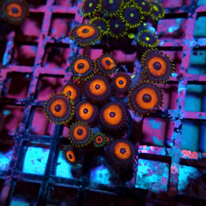 Ultra Zoas Frag