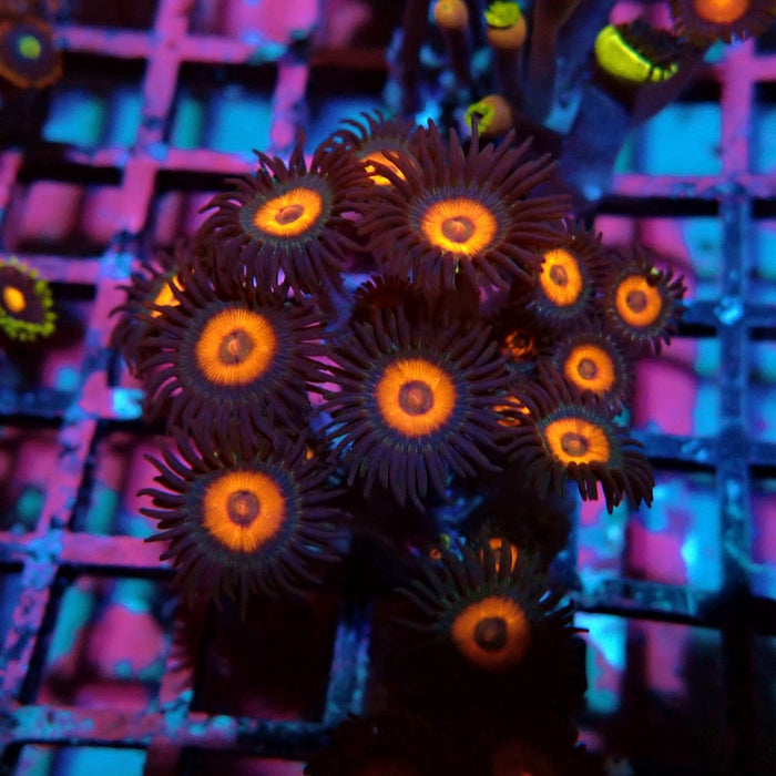 Ultra Zoas Frag