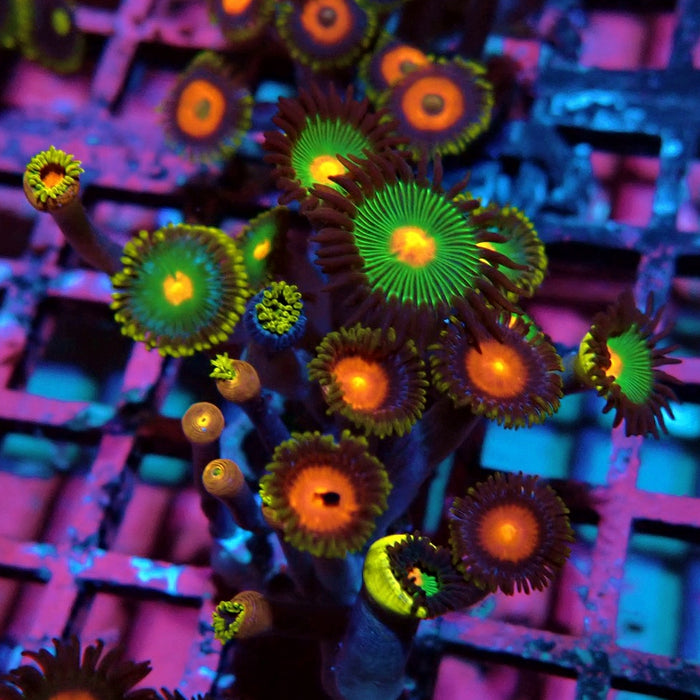 Ultra Zoas Frag