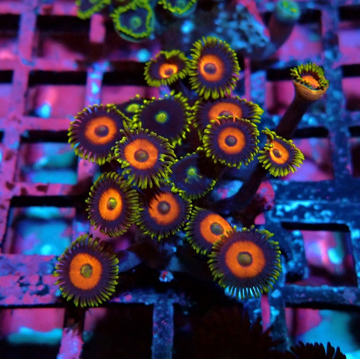 Ultra Zoas Frag